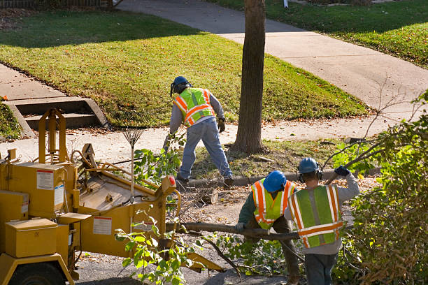 Best Large Tree Removal  in Mount Jackson, VA